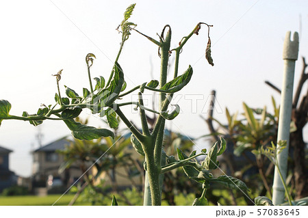 ウイルスに侵されたトマト 57083645