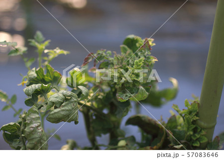 ウイルスに侵されたトマト 57083646