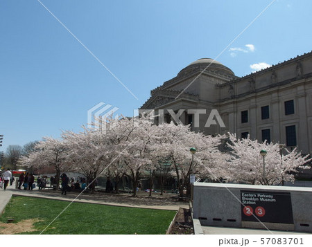 ニューヨーク　桜 57083701