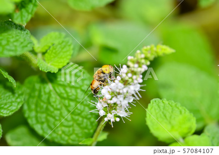 キゴシハナアブ 57084107