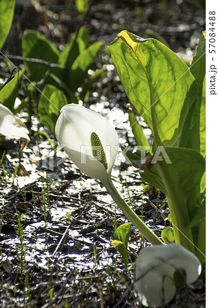 郡山市湖南町馬入新田の水芭蕉 57084488