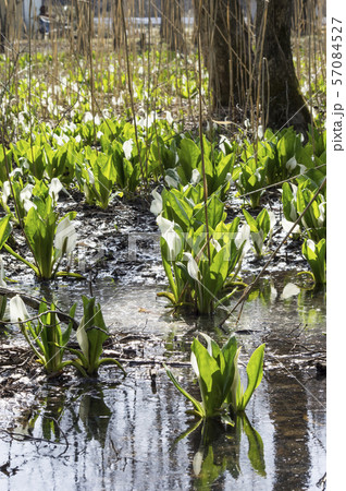郡山市湖南町馬入新田の水芭蕉 郡山市湖南町馬入新田の水芭蕉 57084527