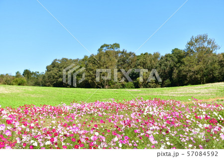 コスモス畑 57084592