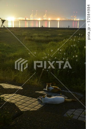 さくらねこ～Sakuraneko. 57084984