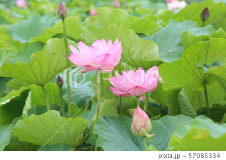 愛西市 森川花はす田 57085334