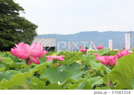 愛西市 森川花はす田 57085358