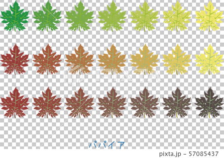 南国　奄美　パパイア　植物　葉 57085437