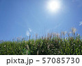 青空と太陽とススキ 57085730