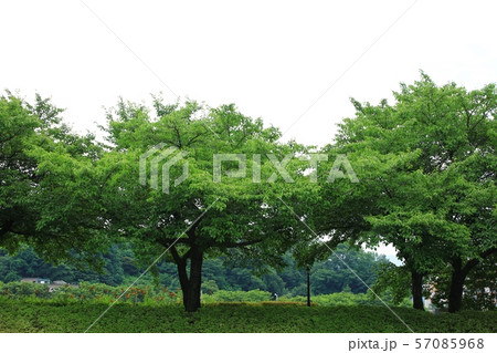 風景 精子 夏 57085968