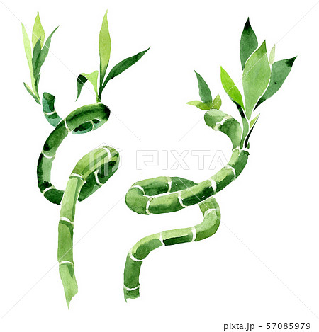Green Draceana Sanderiana. Watercolor background set. Isolated lucky bamoo illustration element. 57085979