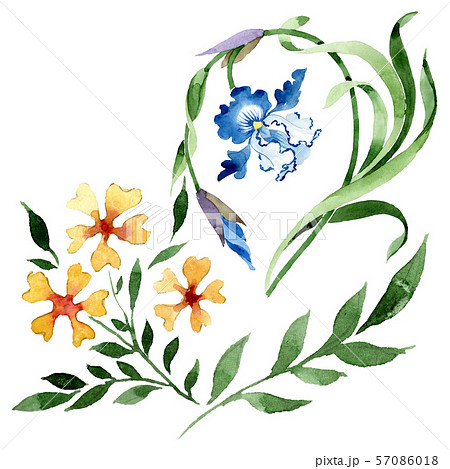 Ornament floral botanical flowers. Watercolor background illustration set. Isolated flower 57086018