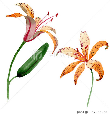 Orange lilium maculantum floral botanical flowers. Watercolor background set. Isolated lily Orange lilium maculantum floral botanical flowers. Watercolor background set. Isolated lily 57086068