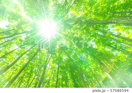 新緑・エコイメージ 新緑・エコイメージ 57086594