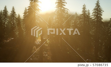 Deer Male in Forest at Sunset 57086735