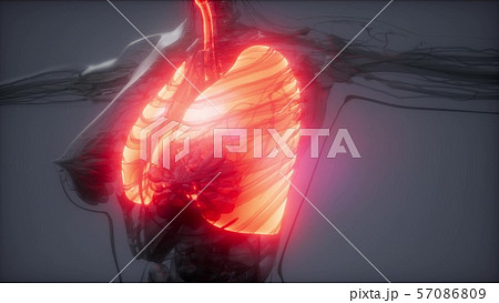 Human Lungs Radiology Exam 57086809