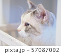 遠くを見る猫 57087092