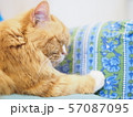 熟睡している猫 57087095