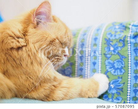 熟睡している猫 57087095