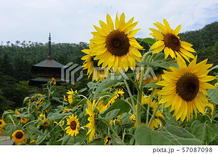 ヒマワリと三重塔 57087098