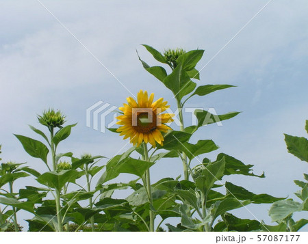 夏の花といえば黄色いヒマワリ 57087177