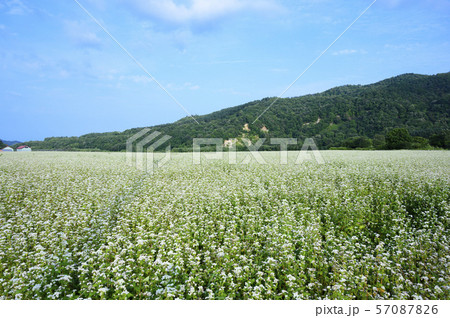 ソバの花 ソバの花 57087826