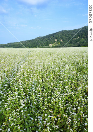 ソバの花 57087830