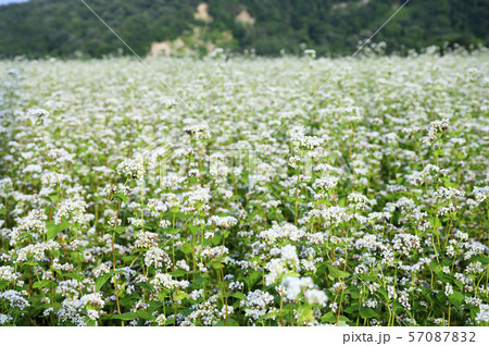 ソバの花 ソバの花 57087832