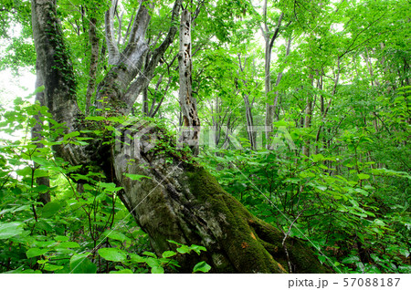 雨の獅子ヶ鼻湿原　秋田県 57088187