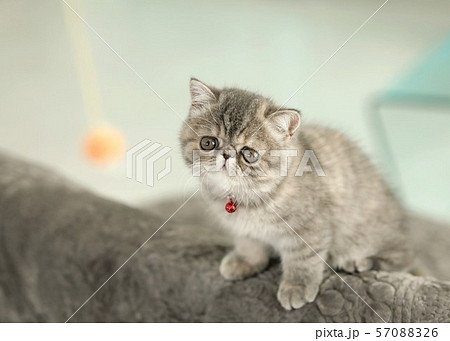 エキゾチックショートヘア 57088326