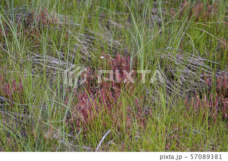 ナガバノモウセンゴケ 57089381