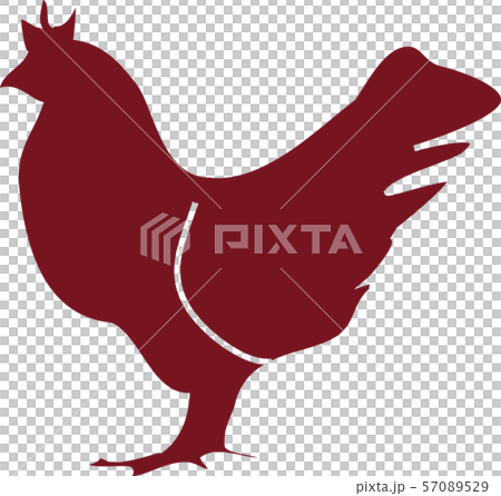 Chicken illustration 57089529
