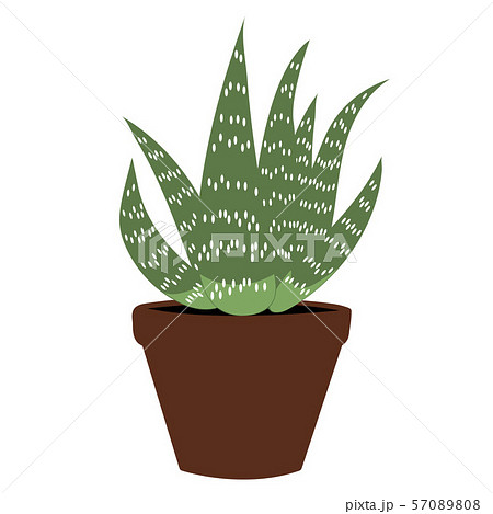 Aloe vera flat. Isolated vector illustration Aloe vera flat. Isolated vector illustration 57089808