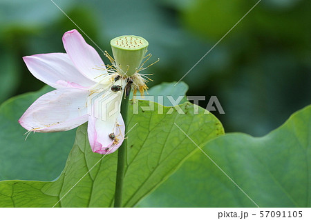花の終わり 57091105
