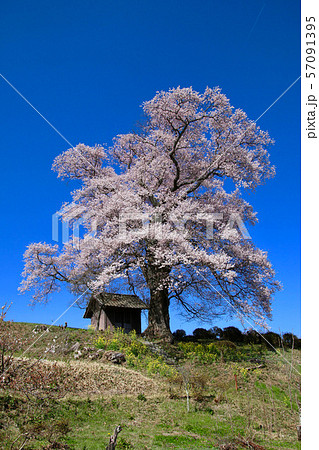 七草木天神桜（福島県・三春町） 57091395