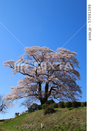 七草木天神桜（福島県・三春町） 57091399