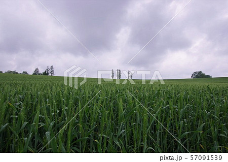 雨ののマイルドセブンの丘の麦畑／北海道美瑛町 57091539