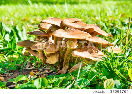 Group of honey agaric mushrooms Group of honey agaric mushrooms 57091764