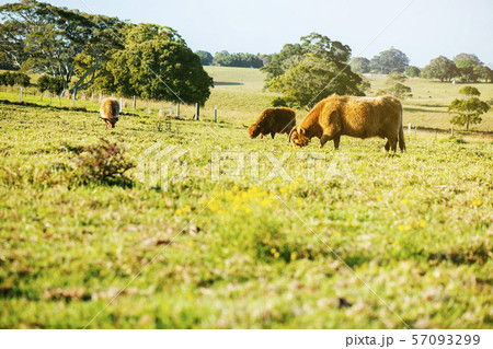 Highland cows on the farm 57093299