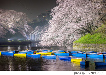 千鳥ヶ淵の桜 千鳥ヶ淵の桜 57093553