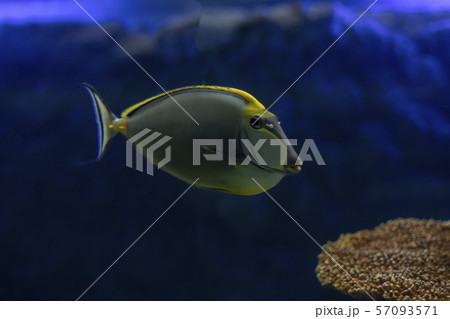 Tropical Fish Naso Tang (Naso lituratus) -Thailand 57093571
