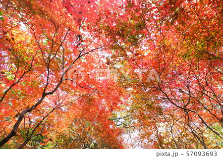 ドウダンツツジ紅葉 57093693