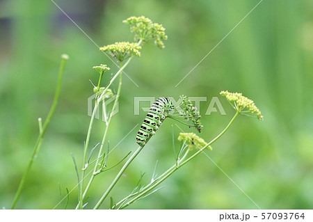 キアゲハ 57093764