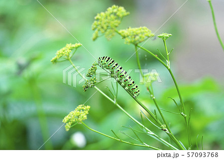 キアゲハ 57093768