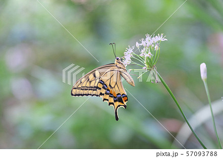 キアゲハ 57093788