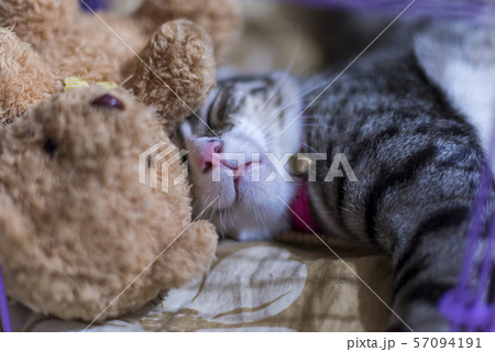 The Cat is sleeping and dreaming. The Cat is sleeping and dreaming. 57094191