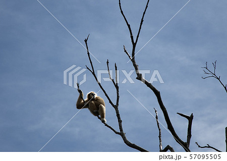 シロテテナガザル 57095505