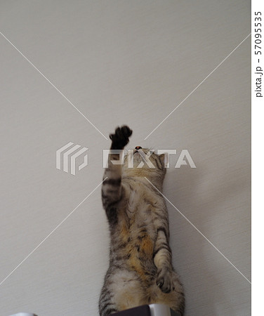 手を挙げる猫 手を挙げる猫 57095535