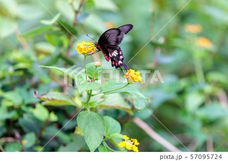 ベニモンアゲハ, 多摩動物公園 昆虫館 57095724