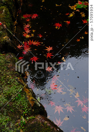 紅葉 紅葉 57095934