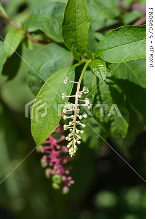 American pokeweed American pokeweed 57096093